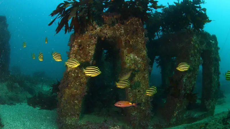 (Image 1) Artificial Reef_Photo_Korea Fisheries Resources Agency_2023
